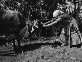 Haïti - Culture : «Vaudou, La route d'un Panthéon Haïtien»