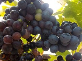 Haiti - Social : 3rd Edition of the Festival of the Grape of Chardonnières