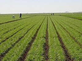 Haïti - Agriculture : Résultats de l’enquête sur la production agricole nationale