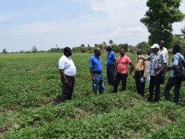 Haiti - Agriculture : Tour of Minister Laurore in Artibonite