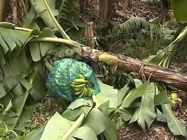 Haïti - Agriculture : Lourd Bilan préliminaire