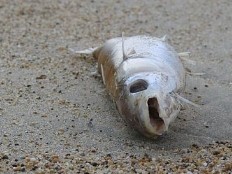 Haiti - Environment : The Government prohibits the consumption of fish from the Lake Azuei