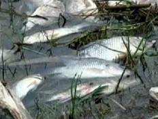 Haiti - Environment : The mystery of Lake Azuei resolved soon