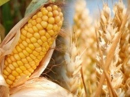 Haïti - Agriculture : Perspectives incertaines pour la production céréalière 2017