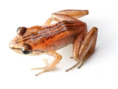 Haïti - Écologie : Redécouverte d’amphibiens disparus depuis 1991