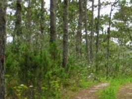 Haiti - Environment : UNESCO adds new biosphere reserve in Haiti