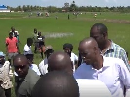 Haïti - Agriculture : Moïse veut augmenter la production de riz dans la Plaine de Maribao