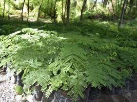 Haïti - Environnement : Une forêt communale pour la commune des Gonaïves