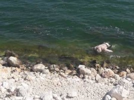 Haiti - Malpasse : The death toll becomes heavier, a 5th customs agent found dead