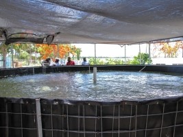 Haiti - Agriculture : Minister Sévère wants to develop aquaculture in Haiti
