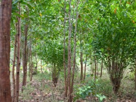Haïti - Environnement : Déjà 2 millions d’arbres plantés dans le Nord