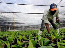 Haiti - Agriculture : CALL FOR PROJECTS, Food Aid Program of the French Embassy