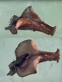 Haiti - Environment : Fishermen from Pestel capture a strange sea creature