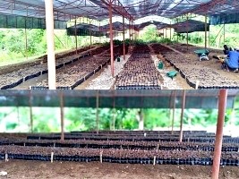 Haïti - Agriculture : Vers la production de 25,000 plantules de cacaoyer