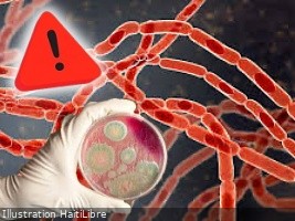 Haïti - FLASH : Le bétail de nombreuses localités du Sud et du Sud-Est du pays touché par l’Antrax