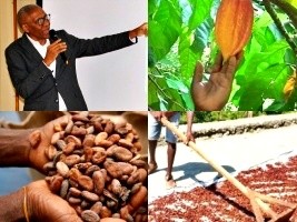 Haiti - Agriculture : Development of the cocoa sector
