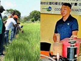 Haïti - Agriculture : Taïwan partage ses connaissances pour aider à augmenter les récoltes de riz en Haïti