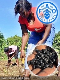 Haiti - Agriculture : How Haitian farmers are building resilience