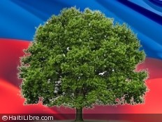 Haiti - Social : «Keep Haiti green and beautiful»