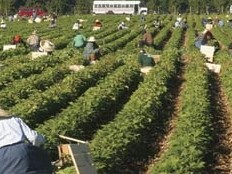 Haiti - Social : The Consul of Atlanta in a camp of Haitian agricultural workers