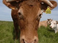 Haiti - Agriculture : Livestock Identification and control of slaughter...