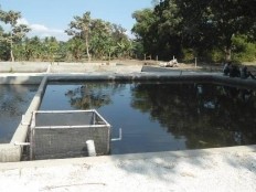 Haïti - Agriculture : L'apiculture et la pisciculture, bénéficient de l’aide du gouvernement