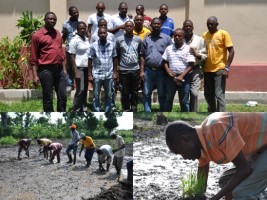 Haiti - Agriculture : System of Rice Intensification in the North