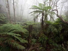 Haiti - Environment : $12MM for the Macaya Natural National Park