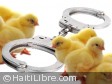 Haiti - Security : Seizures in series of poultry products...