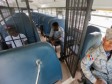 Haiti - DR : More than 7,000 Haitians back to Haiti (January 2016)