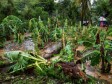 Haïti - Agriculture : Très sombre bilan du secteur agricole