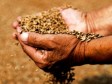 Haiti - Humanitarian : More than 8,000 farming households benefited from seed assistance
