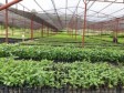 Haiti - Environment : Jovenel Moïse inaugurates a 5th plant propagation center