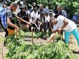 Haïti - Agriculture : Formation pratique sur la fabrication du compost biologique