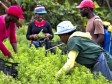 Haïti - Agriculture : La RD cherche une solution aux travailleurs agricoles haïtiens illégaux