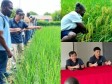 Haïti - Taïwan : Atelier sur la production de semences de riz de haute qualité