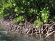 Haïti - Le Saviez-vous ? L’important écosystème des Mangroves