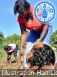 Haiti - Agriculture : How Haitian farmers are building resilience