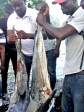 Haiti - Grand South : Strengthening the fishing industry