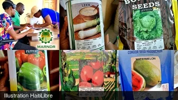 Haïti - Agriculture : Distribution de semences à plus de 2,000 agriculteurs