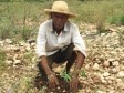 Haiti - Environment : Self-financing model in agroforestry